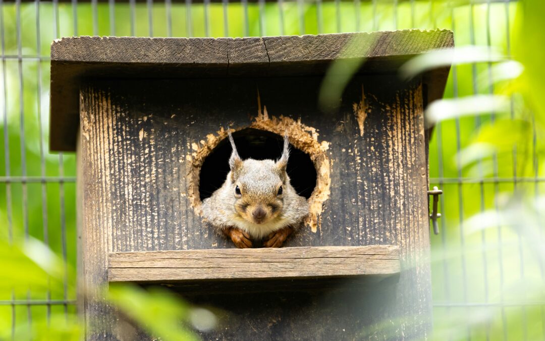 Squirrels: Hibernation vs. Estivation