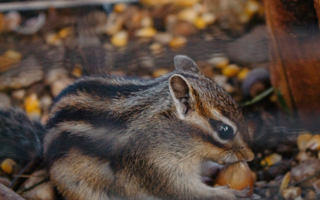 Do Squirrels Bury Their Nuts?