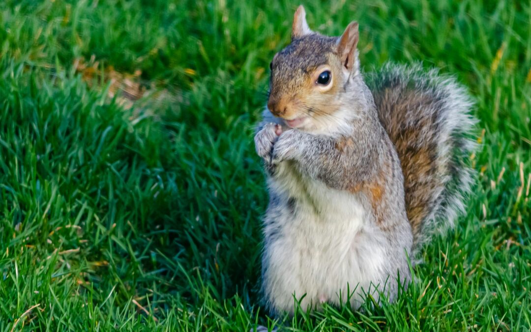 The Natural Diet of Squirrels