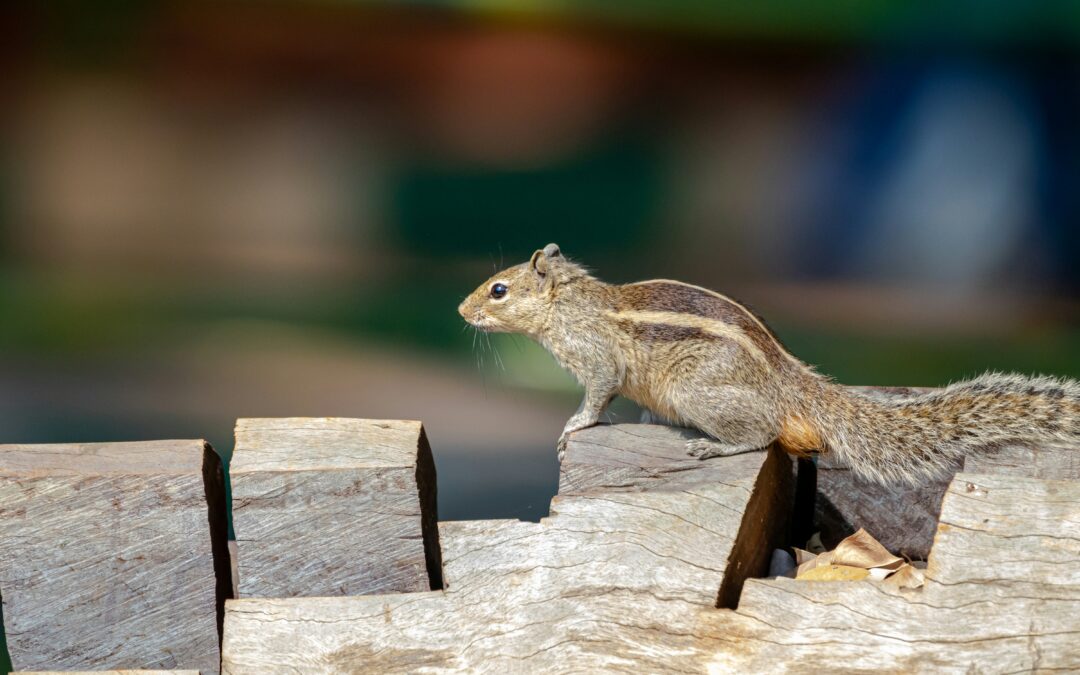 When Is Squirrel Season in NC?