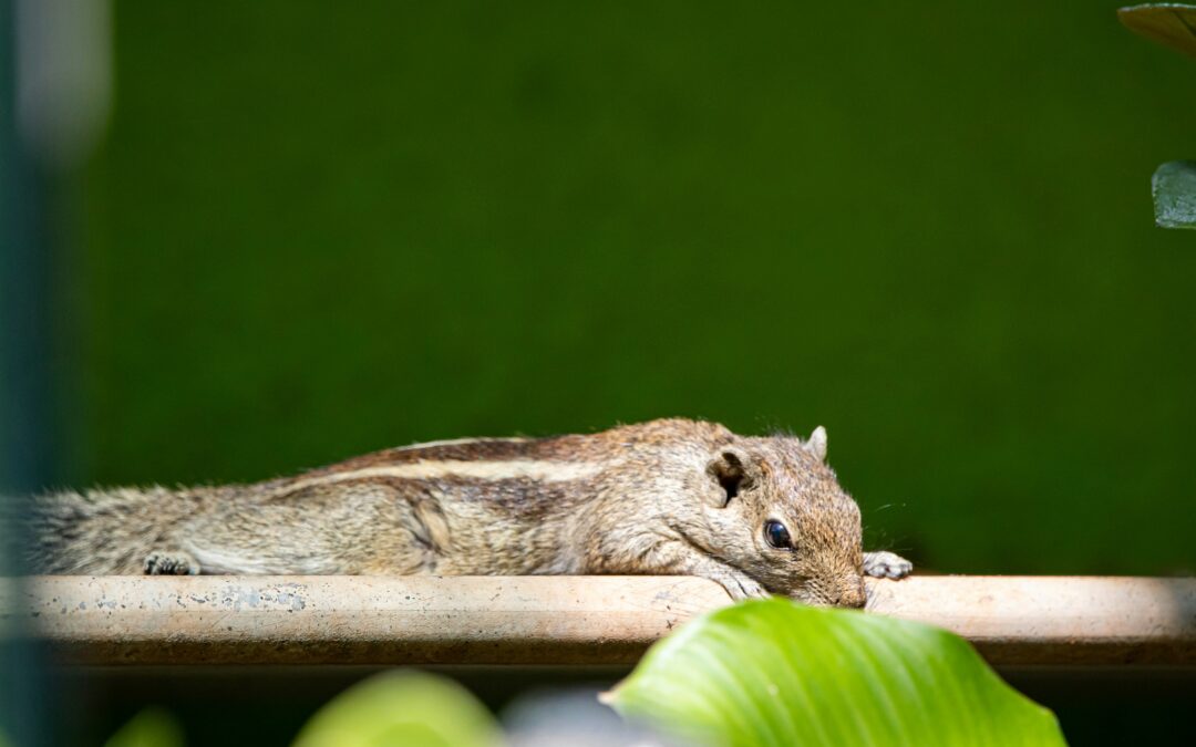 What Do Baby Squirrels Eat?
