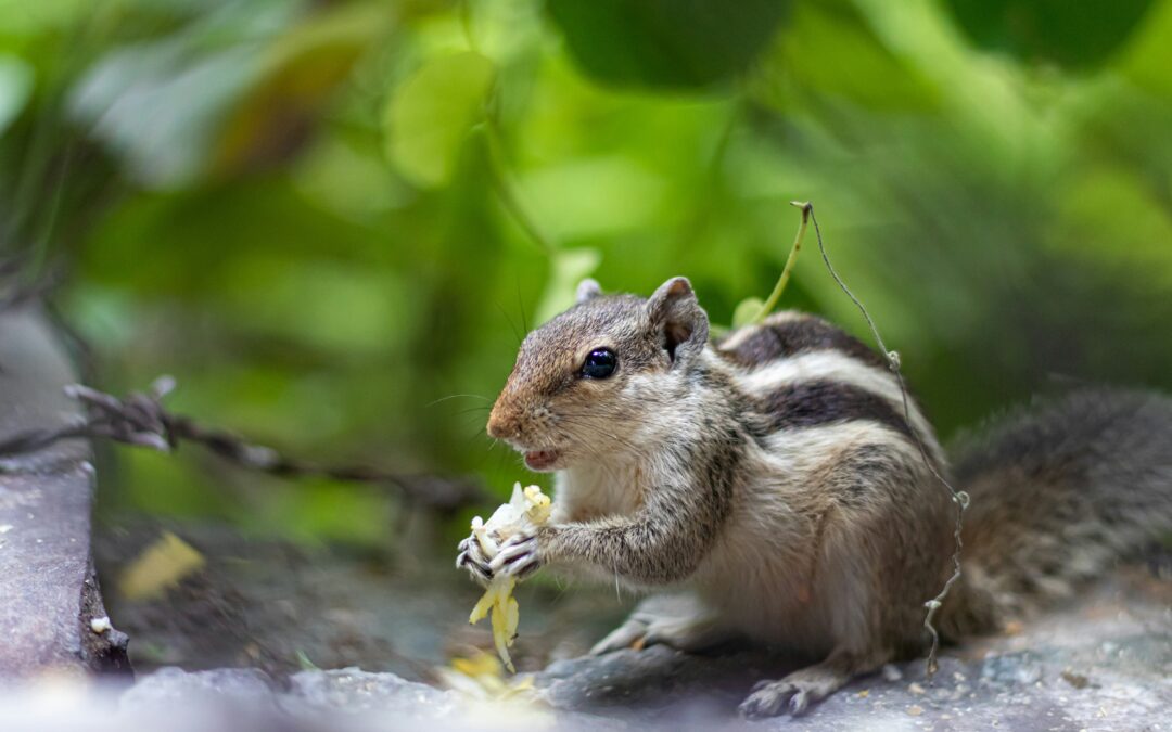 Bananas vs Other Fruits for Squirrels