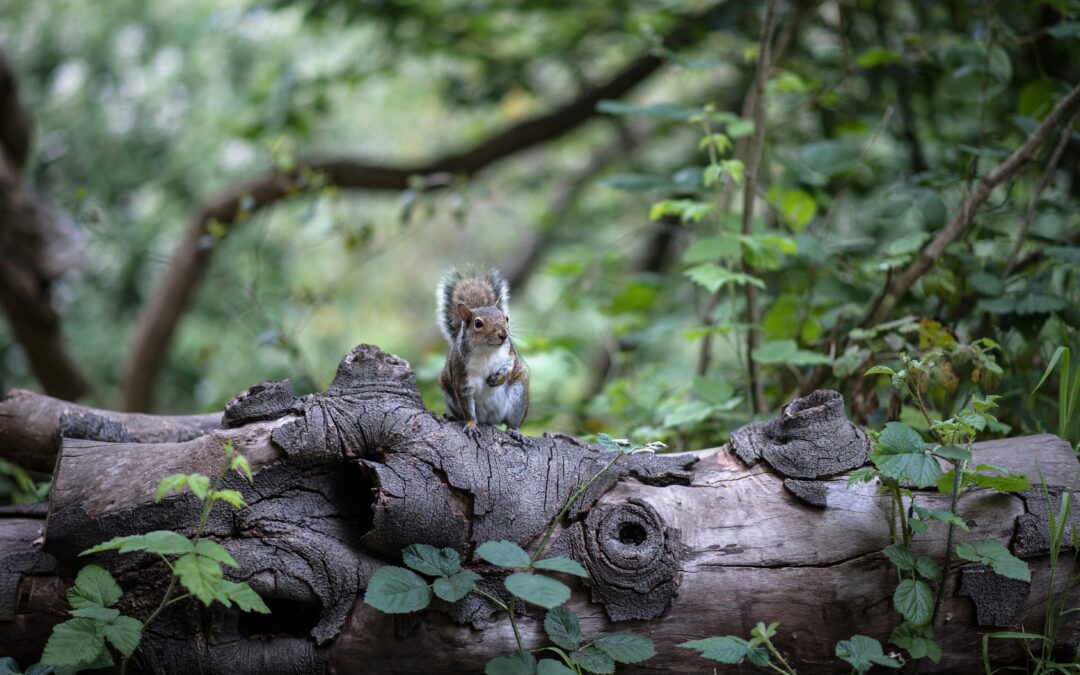 Do Squirrels Eat Bugs
