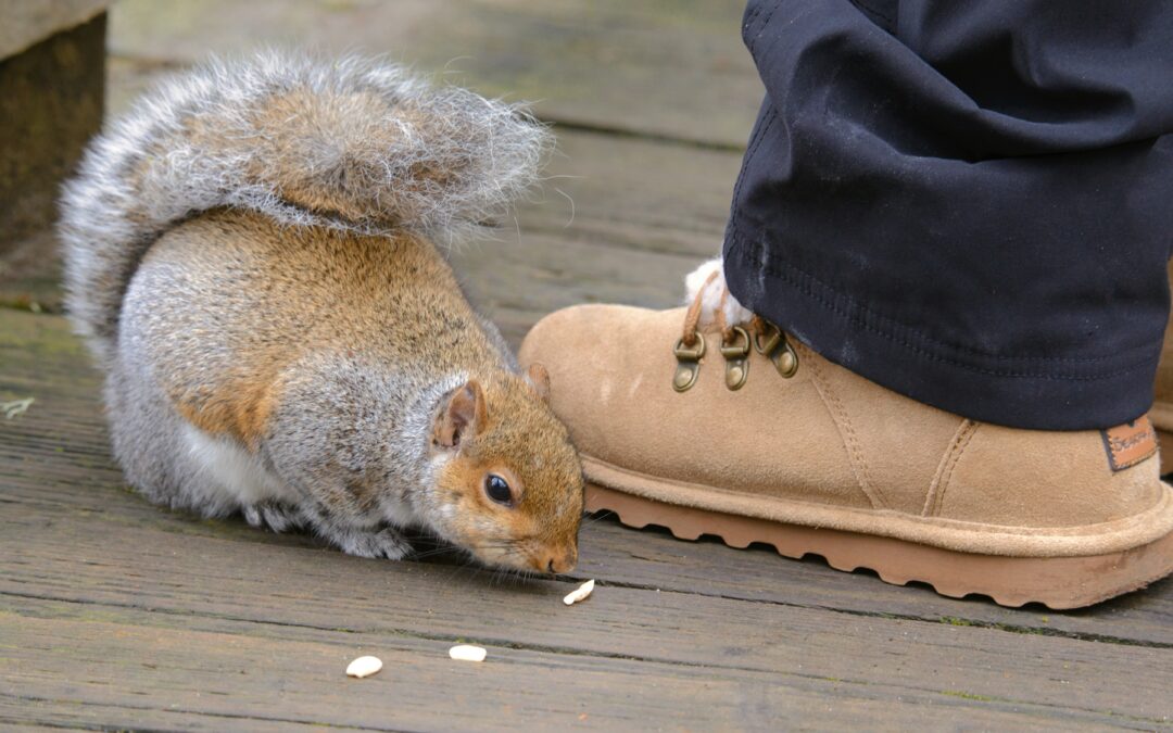 What is a Squirrel Repellent