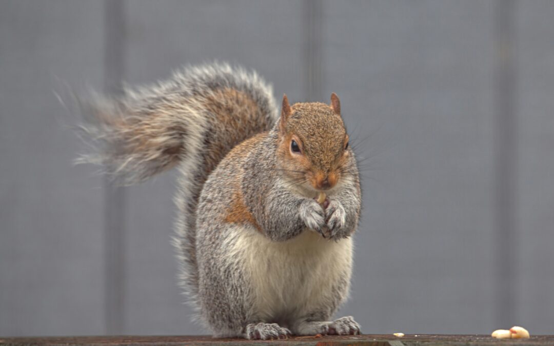 Why Do Squirrels Lick the Road?