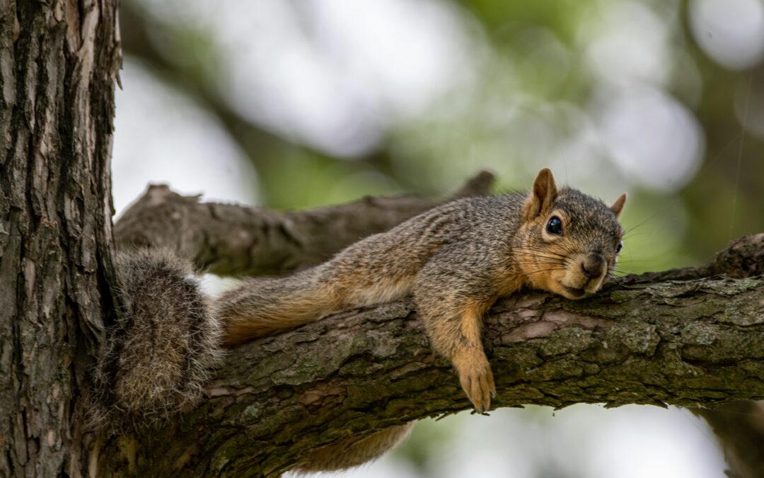 Can Squirrels Eat Roasted Peanuts?