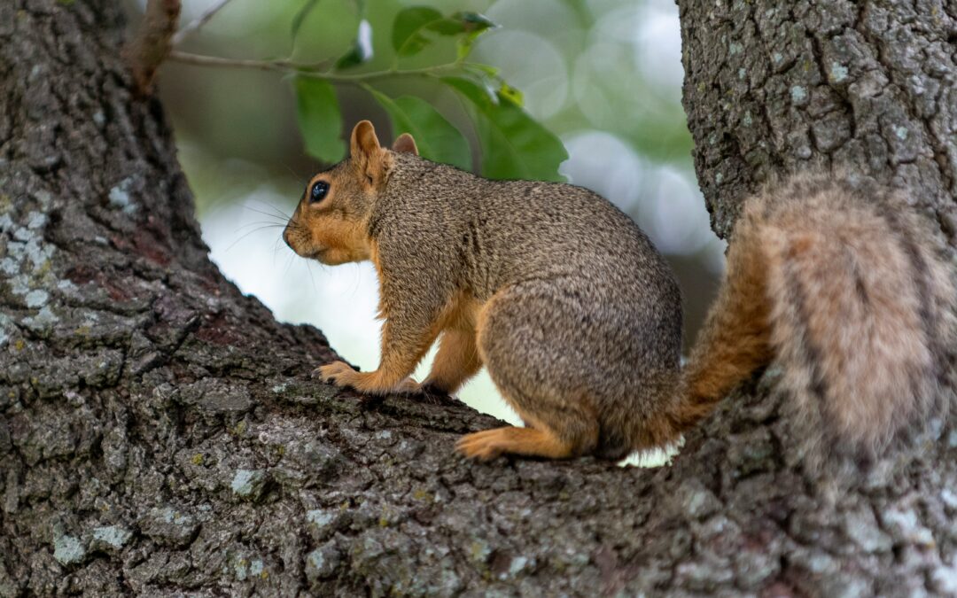 How to Make a Squirrel Proof Bird Feeder