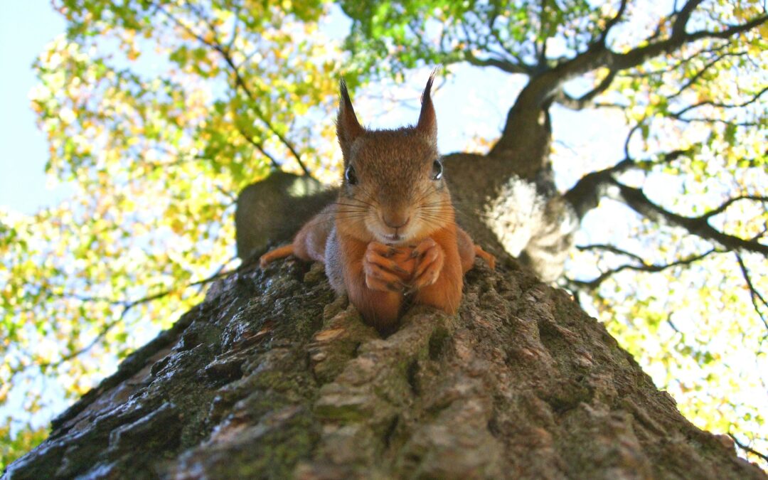 Where Do Squirrels Go When It Rains?