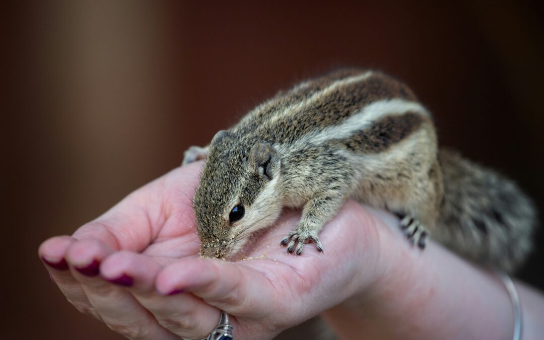 How to Get a Squirrel Out of Your Wall?