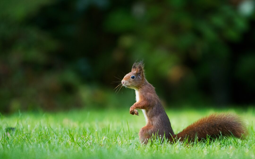 What Time Do Squirrels Come Out?