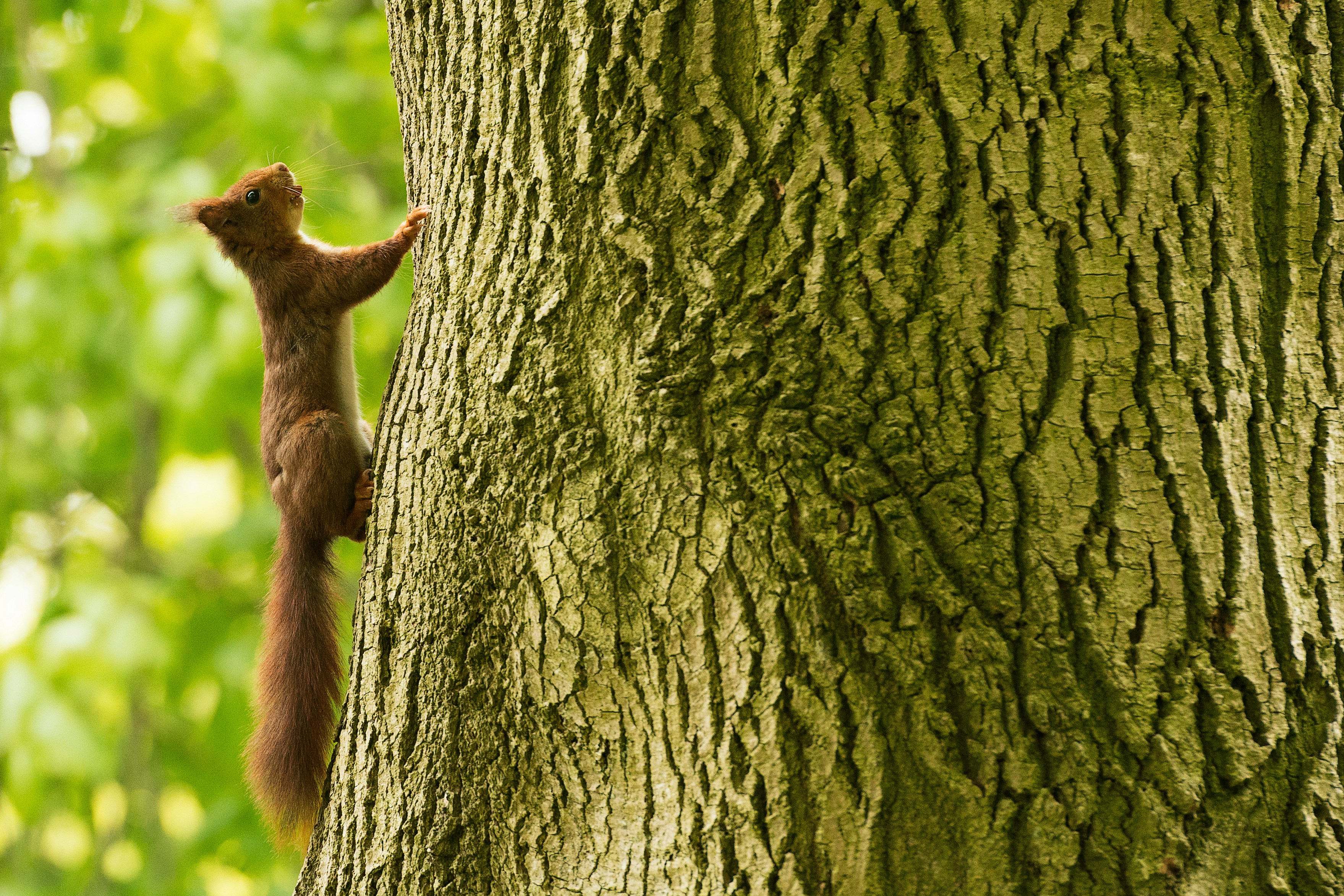 Do Squirrels Eat Tulip Bulbs? Here’s What You Need to Know