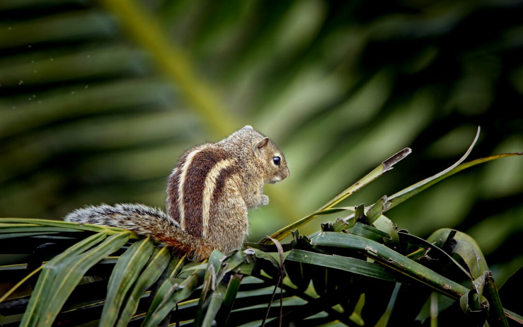 How to Deter Squirrels from Yard