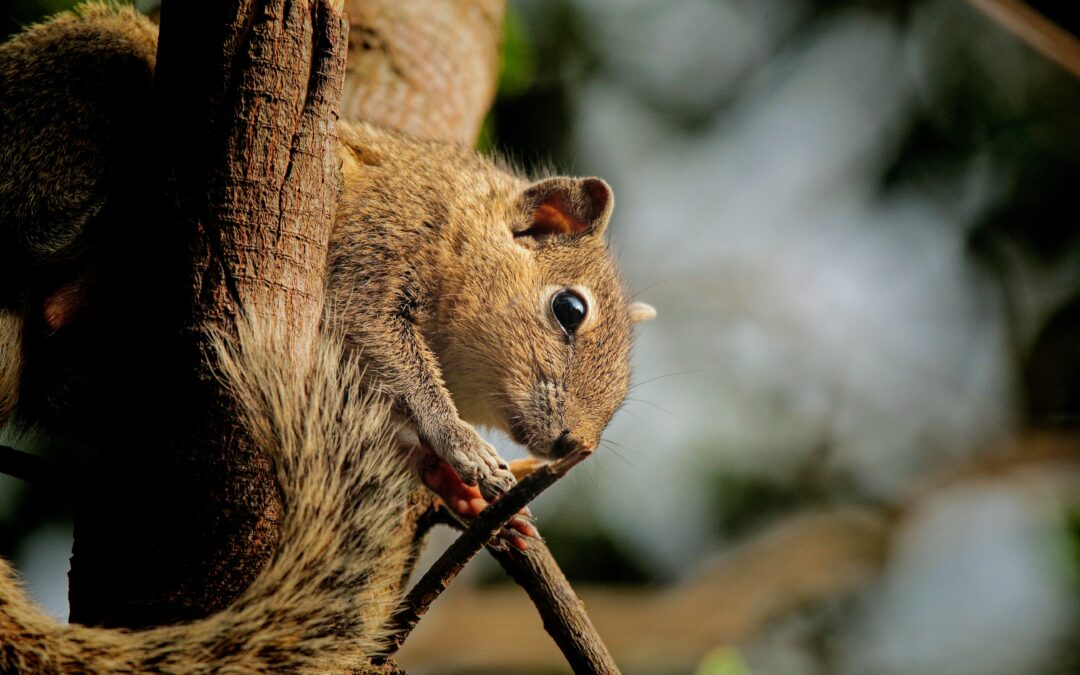Why Is It Illegal to Release a Trapped Squirrel?