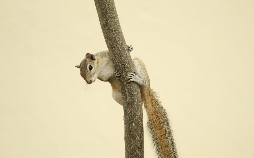 Does Irish Spring Soap Keep Squirrels Away?