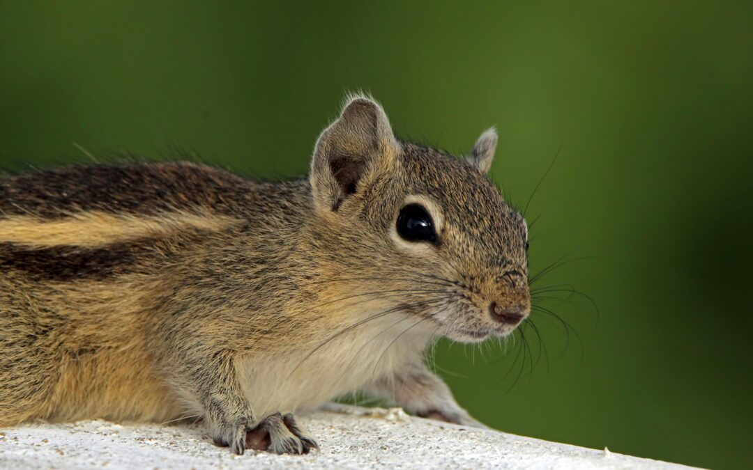 Can Squirrels Eat Sunflower Seeds?