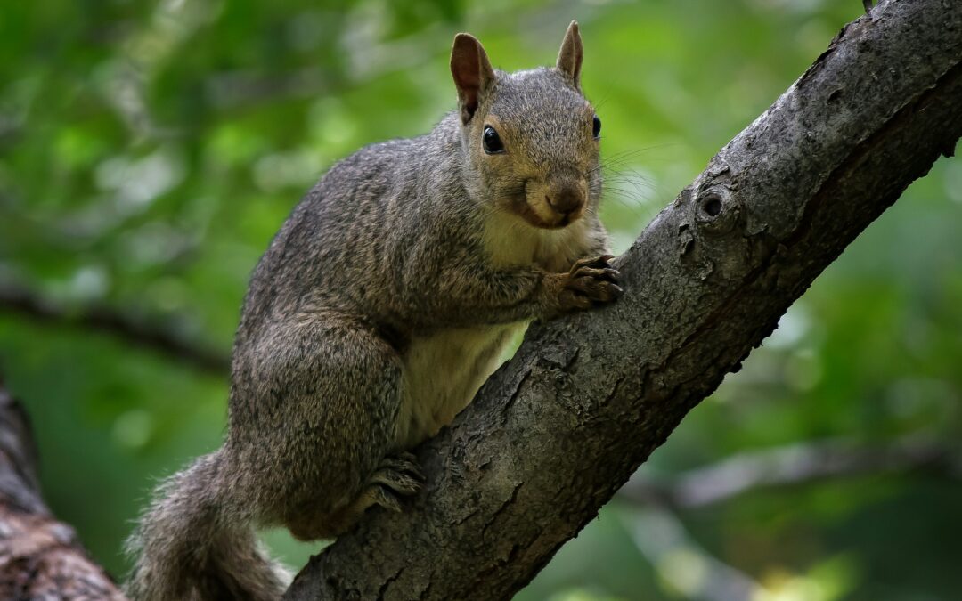 Why Do Dogs Chase Squirrels?