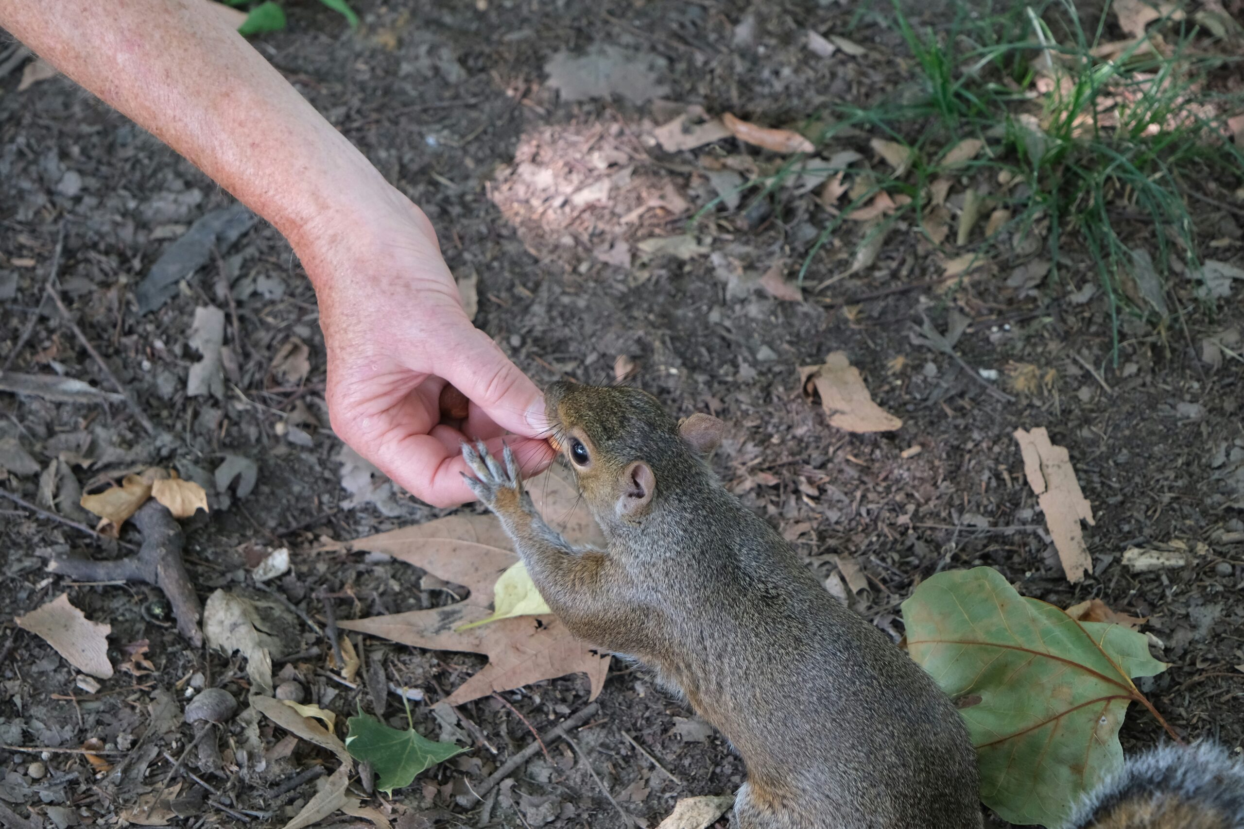 Are Squirrels Friendly?