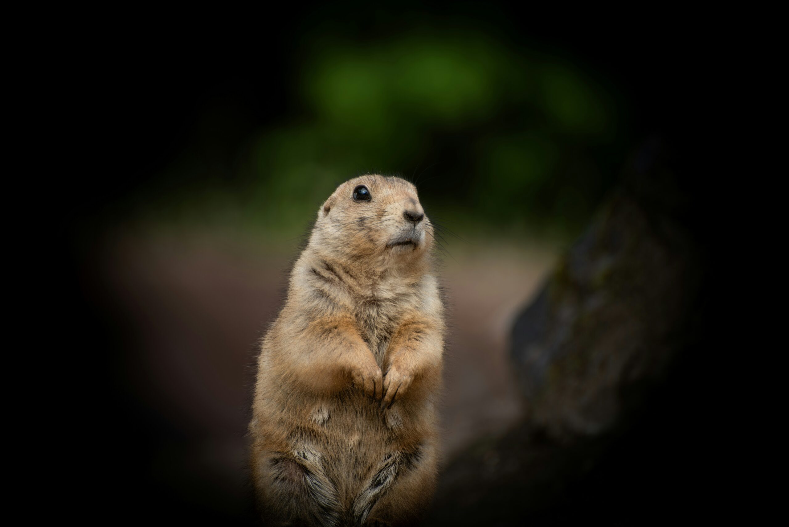 Seasonal Gardening Tips to Minimize Squirrel Damage