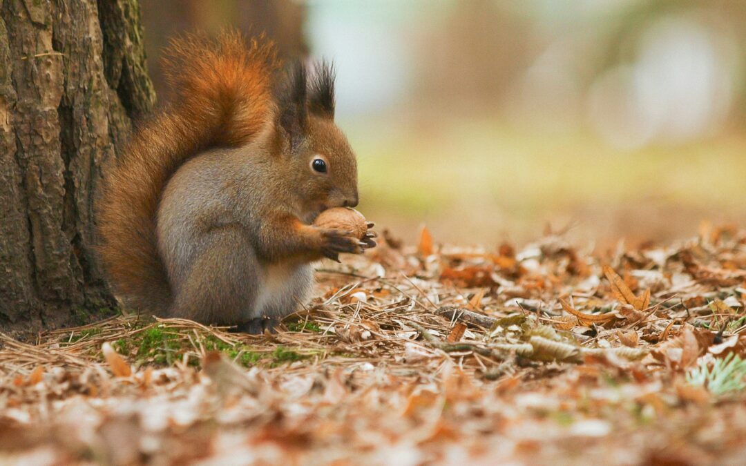 Squirrels vs. Rats: Should You Be Afraid?