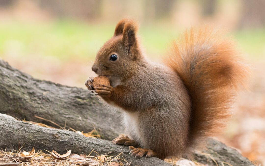 Do Squirrels Attack Each Other?