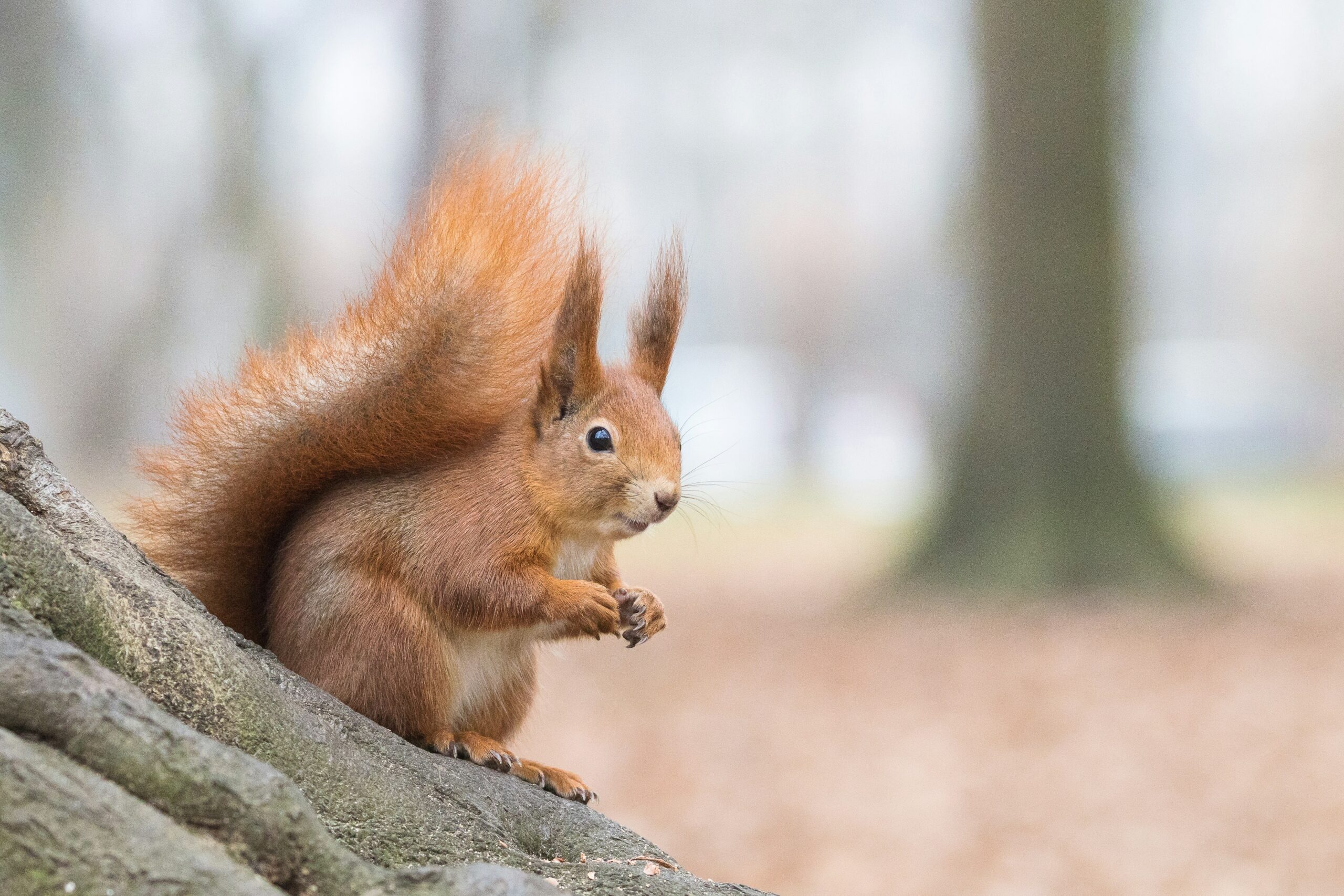Do Squirrels Miss Each Other?