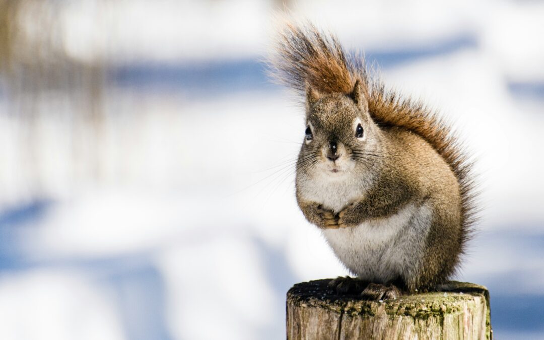 Roasted Peanuts vs. Raw Peanuts: Can Squirrels Eat Them