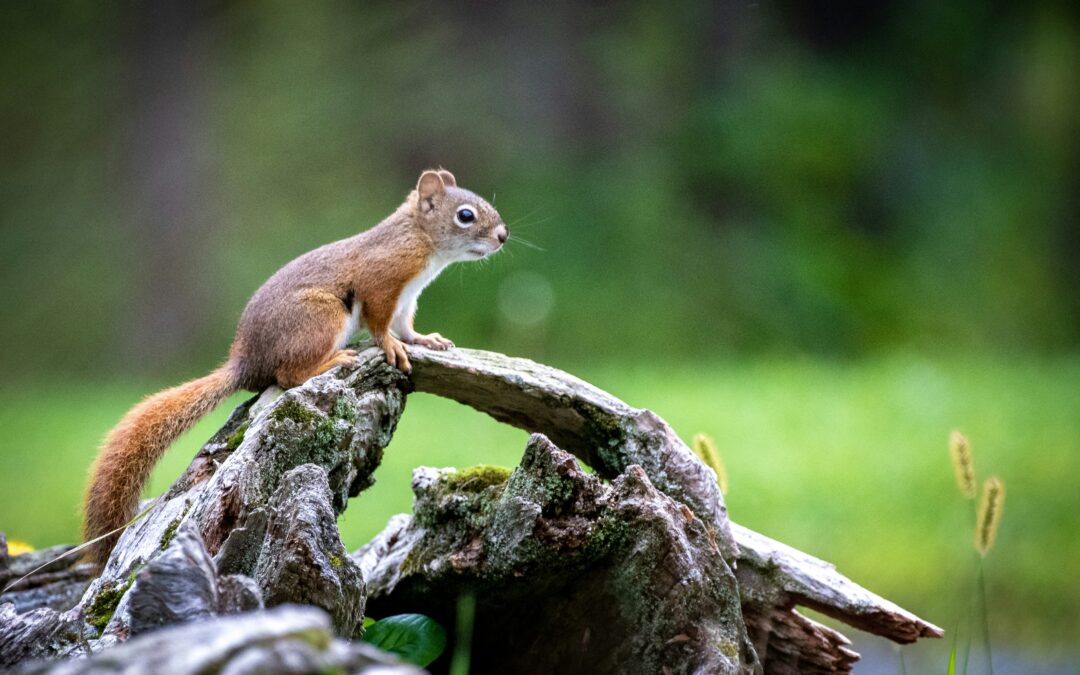 Can I Touch the Squirrel With Bare Hands?
