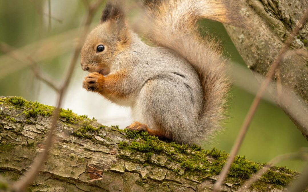 How to Stop Squirrels from Chewing Wood?