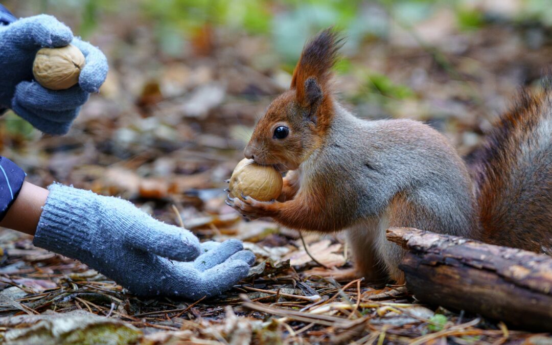 What Can You Feed Squirrels?