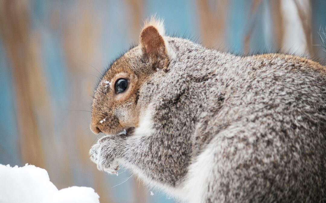 Can Squirrels Eat Almonds? A Complete Guide for Gardeners and Wildlife Lovers