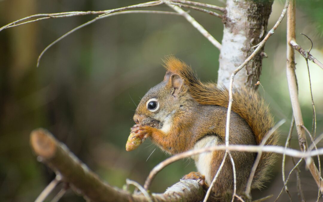 Is it against the law to shoot squirrels?