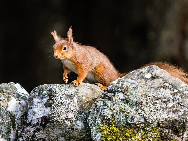 Do Squirrels Eat Grubs? A Complete Guide