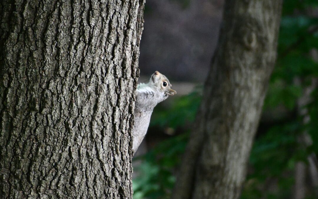 What Does Squirrel Scat Look Like?