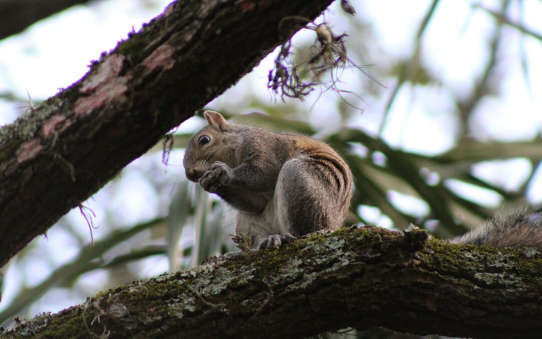 What to Plant to Keep Squirrels Away