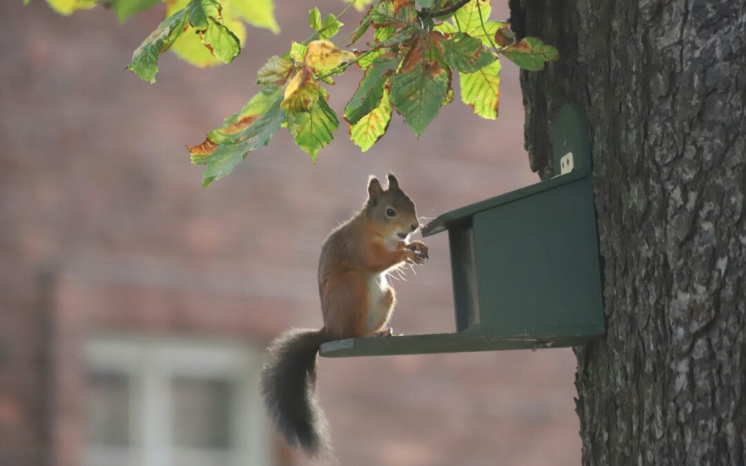 Where Do Squirrels Poop? Everything You Need to Know About Squirrel Behavior