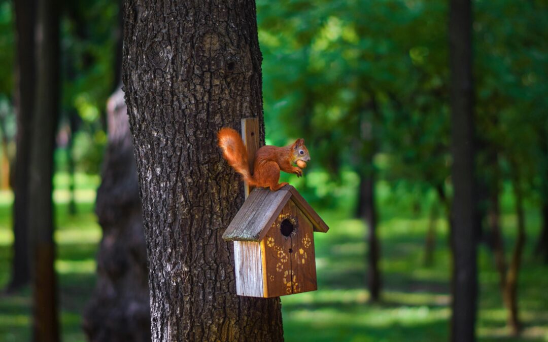 Are Squirrels Nocturnal, Diurnal, or Crepuscular?