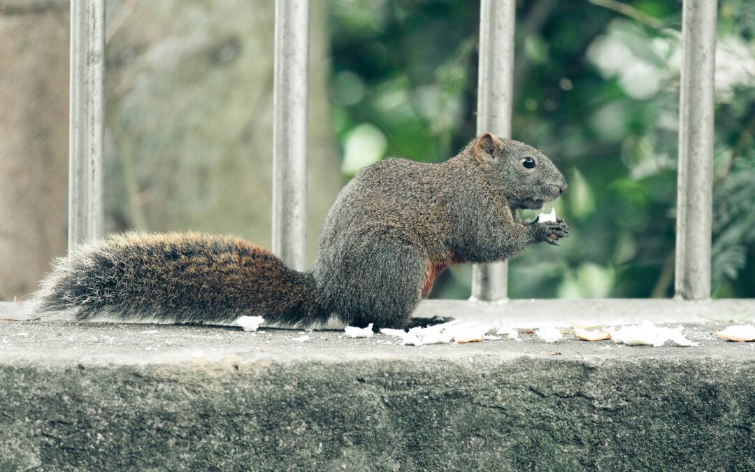 Do Squirrels Like Spring Onions? (A Deep Dive from My Own Personal Experience)