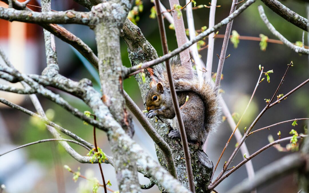 Do Squirrels Like Canned Chickpeas?