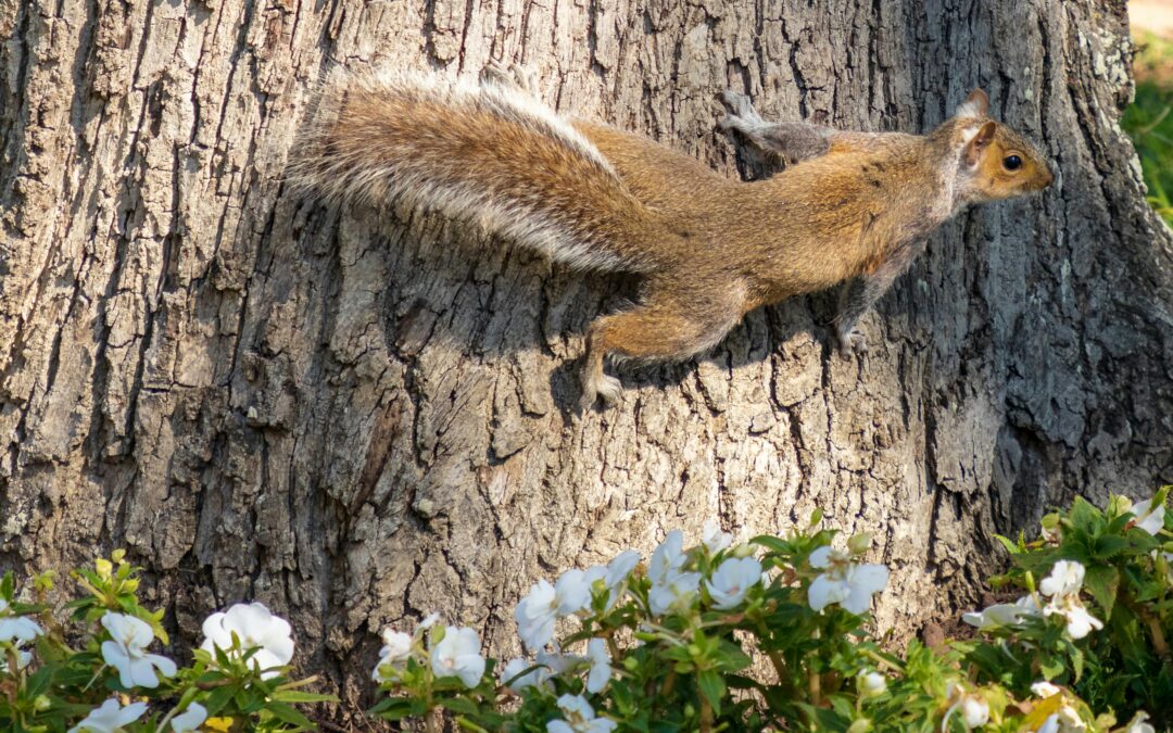How to Stop Squirrels Digging Up Bulbs