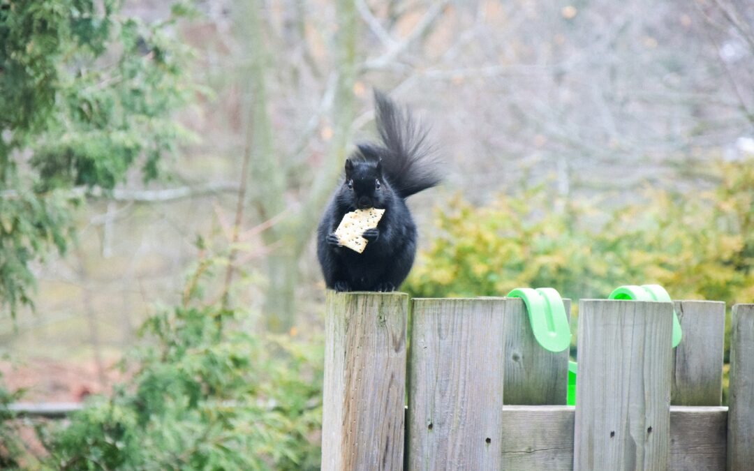 Squirrel Sounds: What Are They Really Called and What Do They Mean?