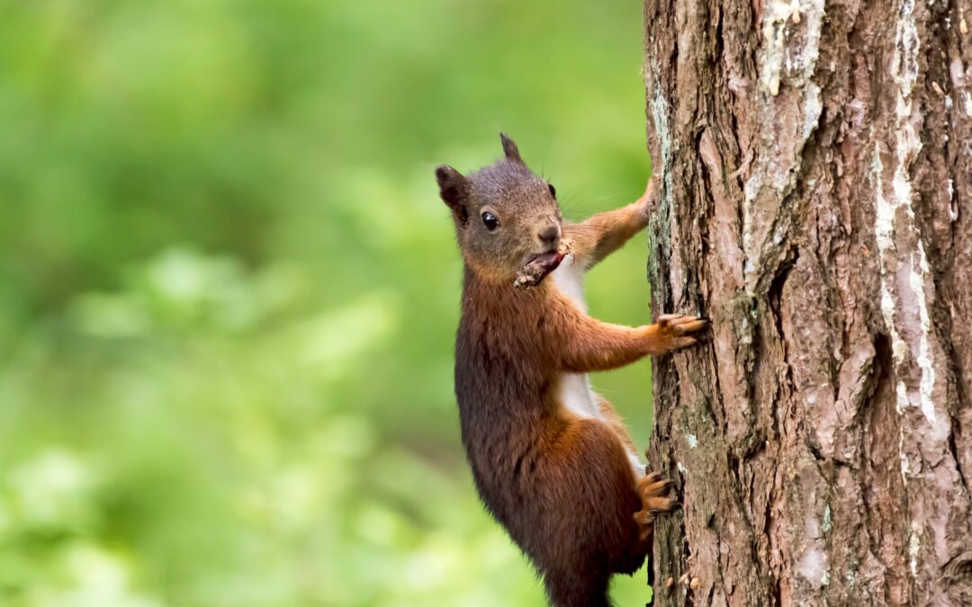 How to Catch a Flying Squirrel