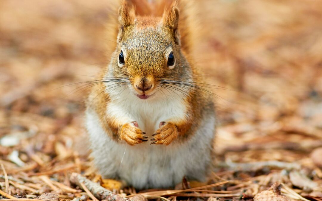 Chipmunk Vs. Squirrel What’s the Difference