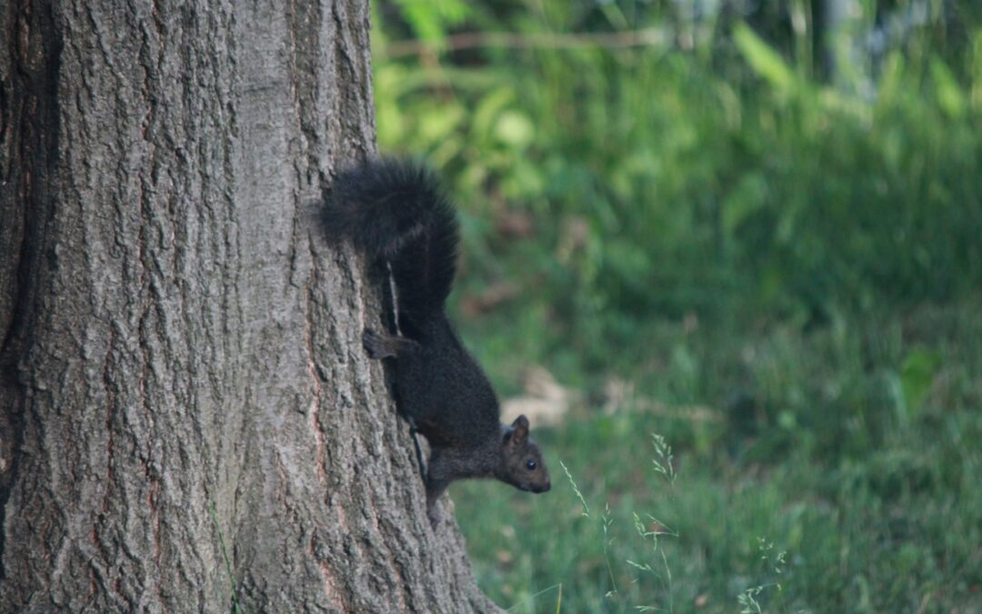 Do Squirrels Eat Flowers? A Deep Dive into Their Surprising Diet