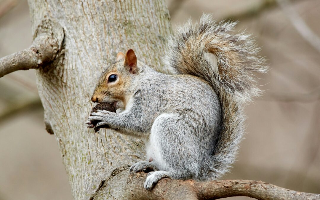 Squirrel Vertical Jumps vs. Horizontal Jumps