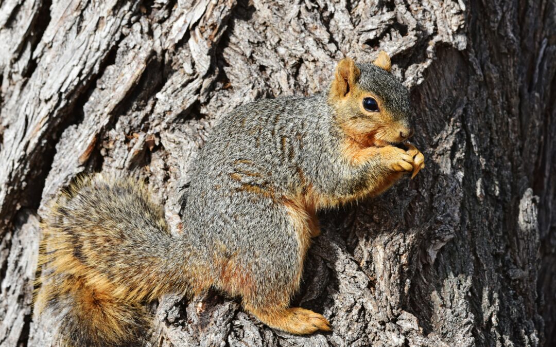 Do Squirrels Carry Their Dead?