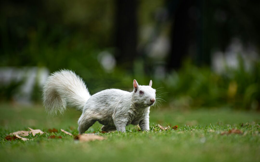 How Much Is a White Squirrel Worth?