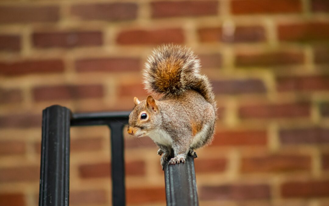 Are Peanuts Good for Squirrels?