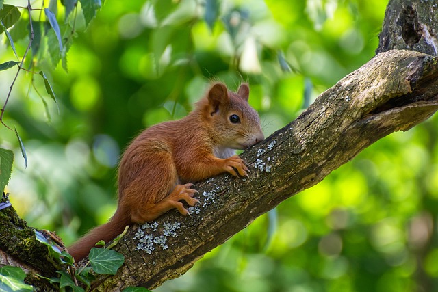 Do Squirrels Lay Eggs? The Truth About These Clever Creatures
