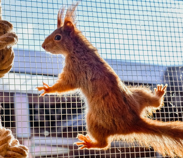 Where Do Squirrels Sleep at Night?