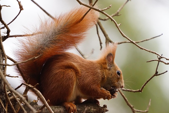 What Noise Does a Squirrel Make?
